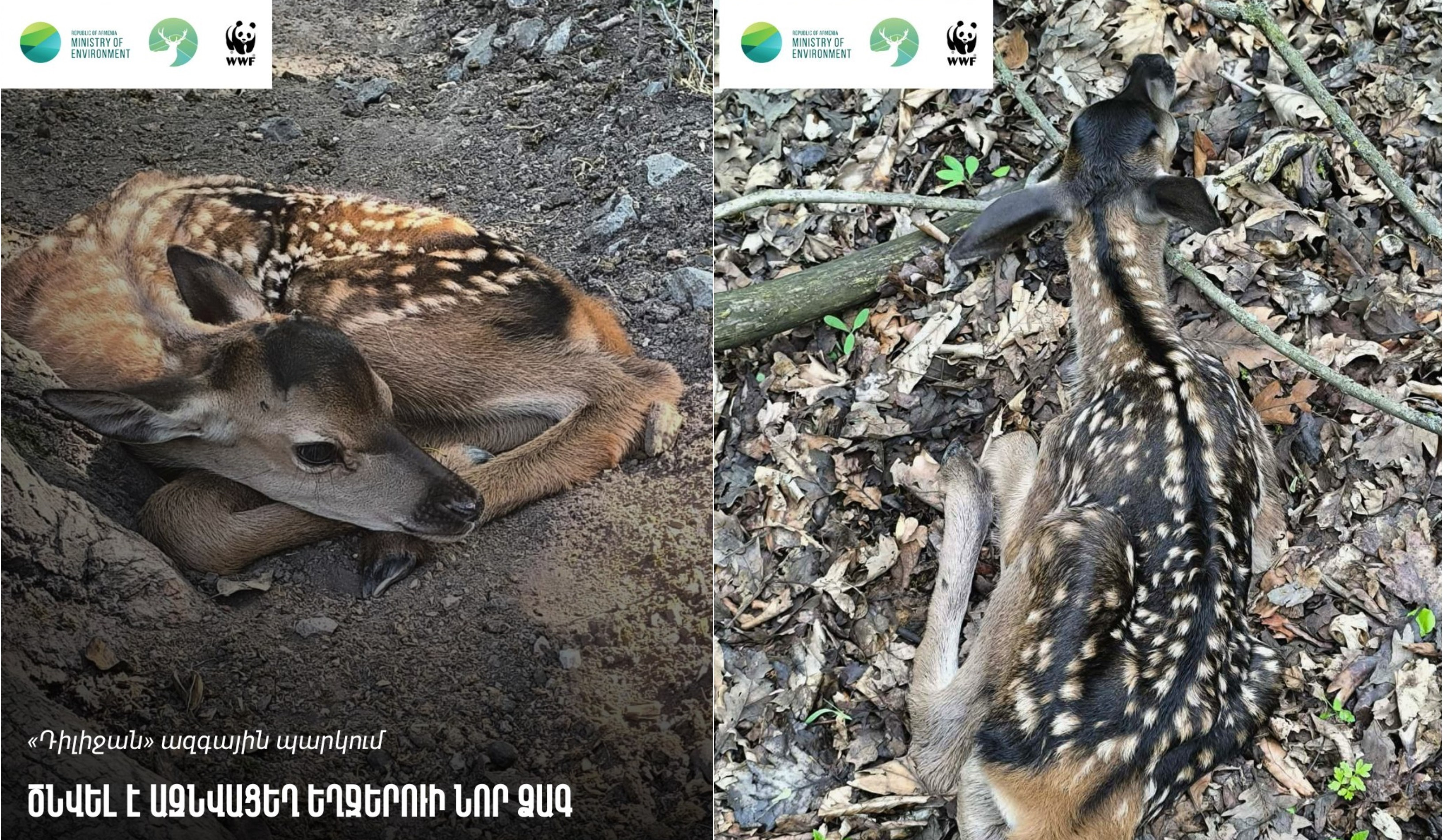 «Դիլիջան» ազգային պարկում եղջերու է ծնվել