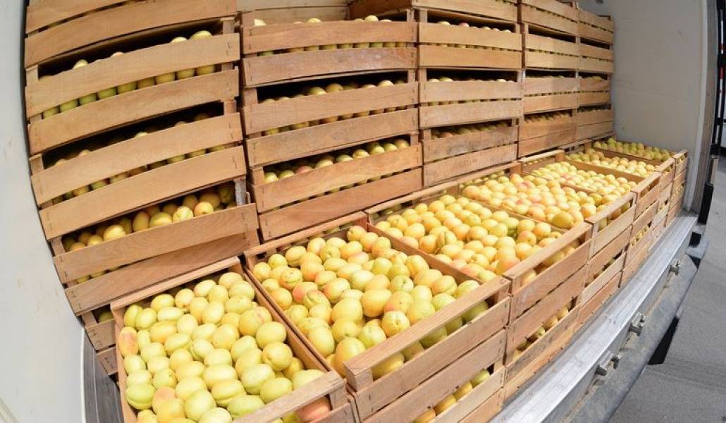 Այս տարվա հունիսի 1-ից հուլիսի 19-ը Հայաստանից արտահանվել է 7654 տոննա ծիրան. Պապոյան