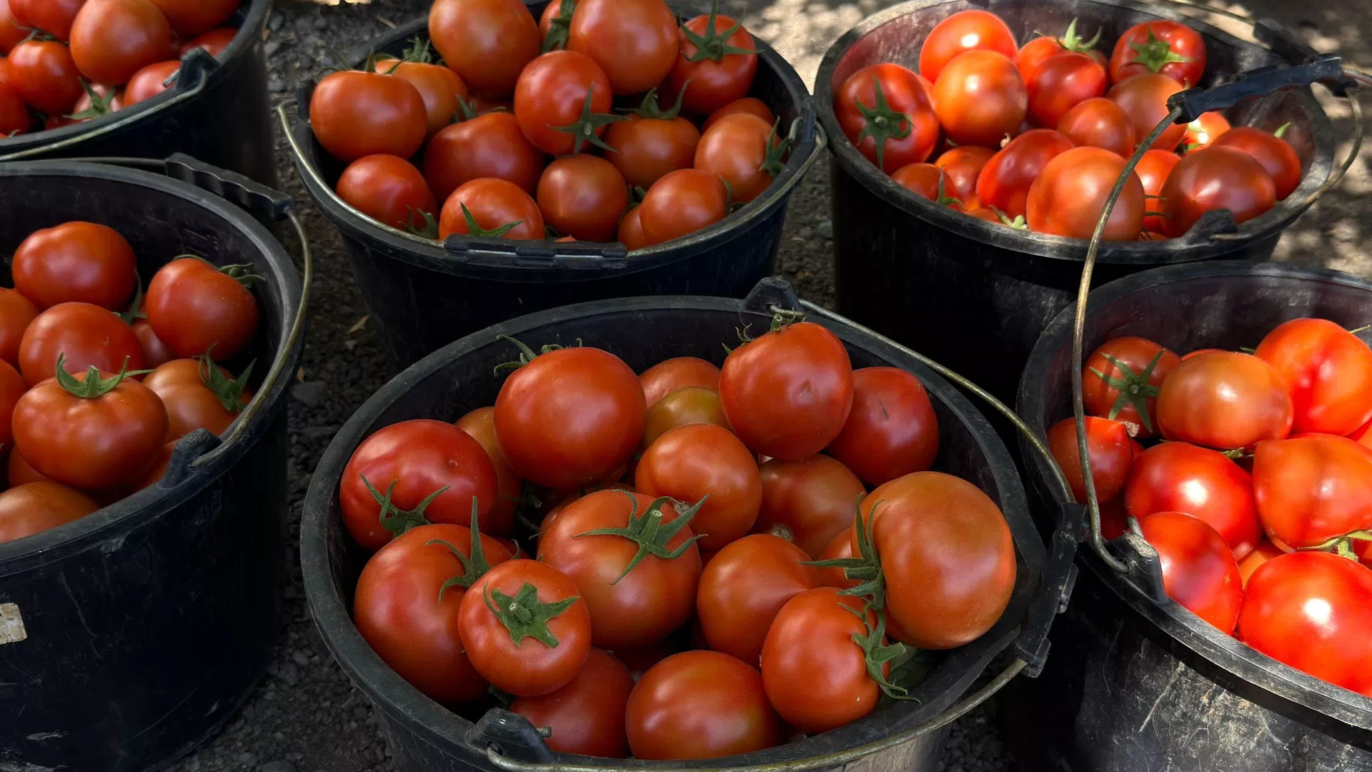 Հունիսի 1–25–ը Հայաստանից արտահանվել է 2 320 տոննա պտուղ–բանջարեղեն. Պապոյան