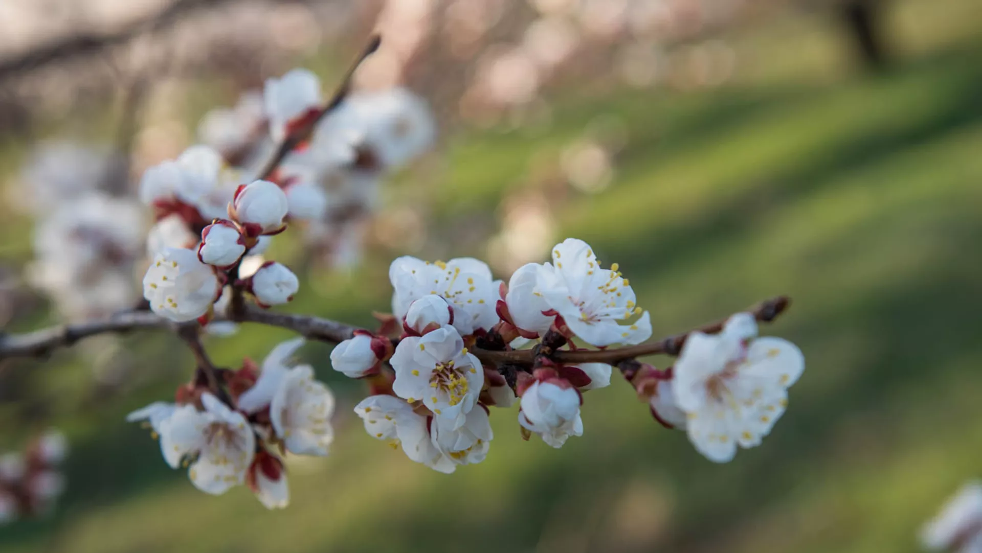 Օդի ջերմաստիճանն առաջիկա օրերին կբարձրանա 8–12 աստիճանով